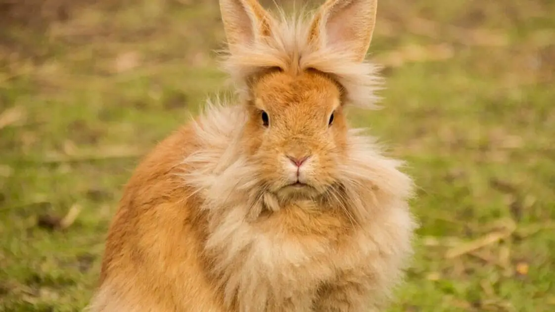 How To Tell If Your Rabbit Is In Distress Causes and Tips To