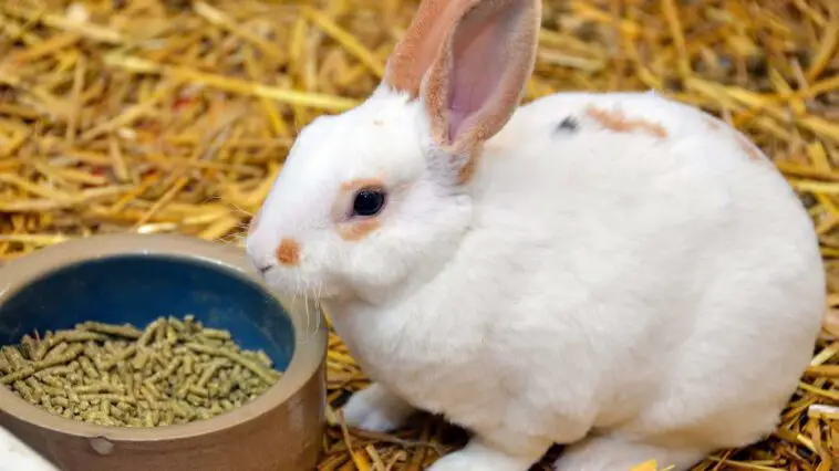 Teff Grass Pellets For Rabbits