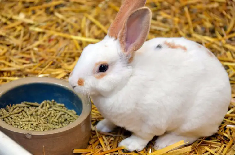 Teff Grass Pellets For Rabbits