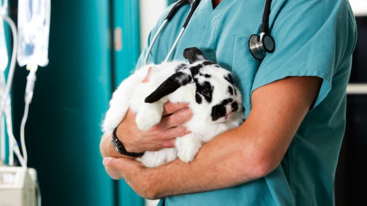 Veterinarian Services For Rabbits
