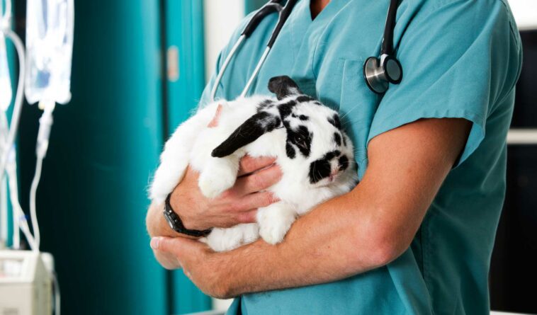 Veterinarian Services For Rabbits