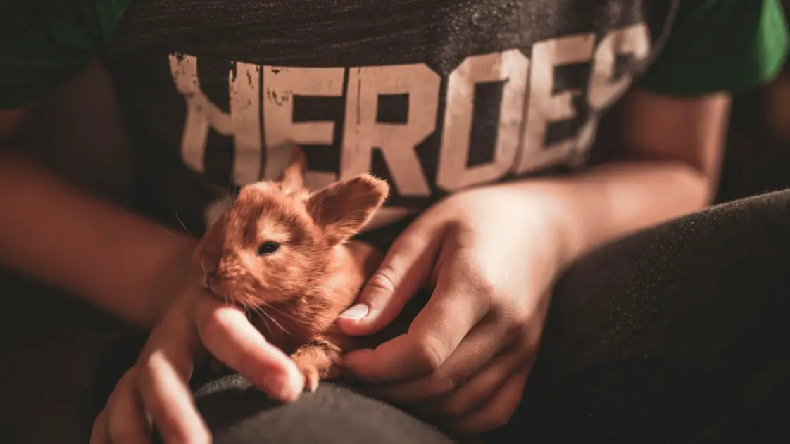 The 10 Famous Rabbits You Have to Meet in This Lifetime - Here Bunny