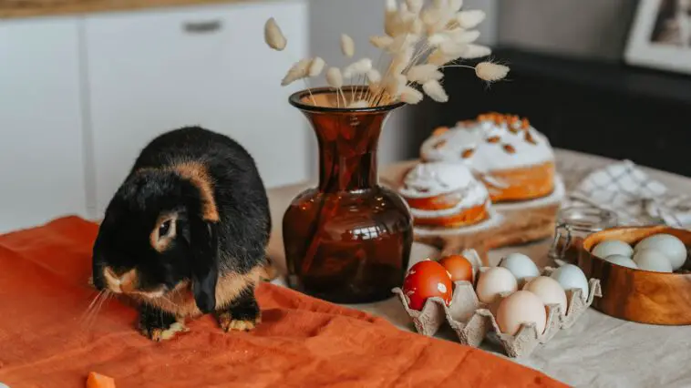 Are Colored Popsicle Sticks Safe For Your Rabbit