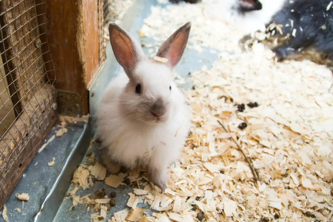 Are Pine Shavings Safe as a Rabbit’s Bedding? Here Bunny