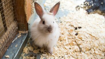 Are Pine Shavings Safe As A Rabbits Beddings