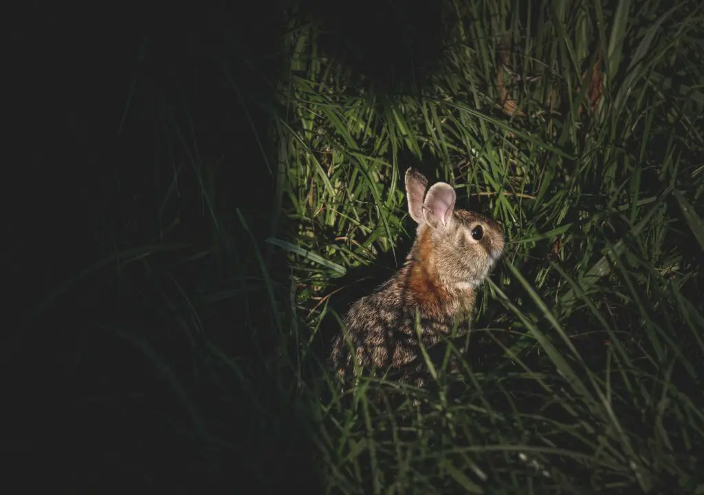 Are Rabbits Afraid of the Dark? Here Bunny
