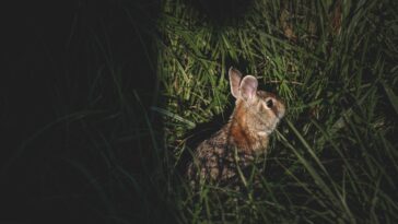 Are Rabbits Afraid Of The Dark