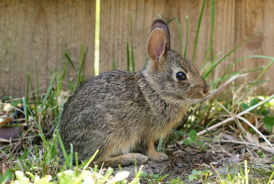 Are Rabbits Classified as Rodents? (The History and Difference) Here