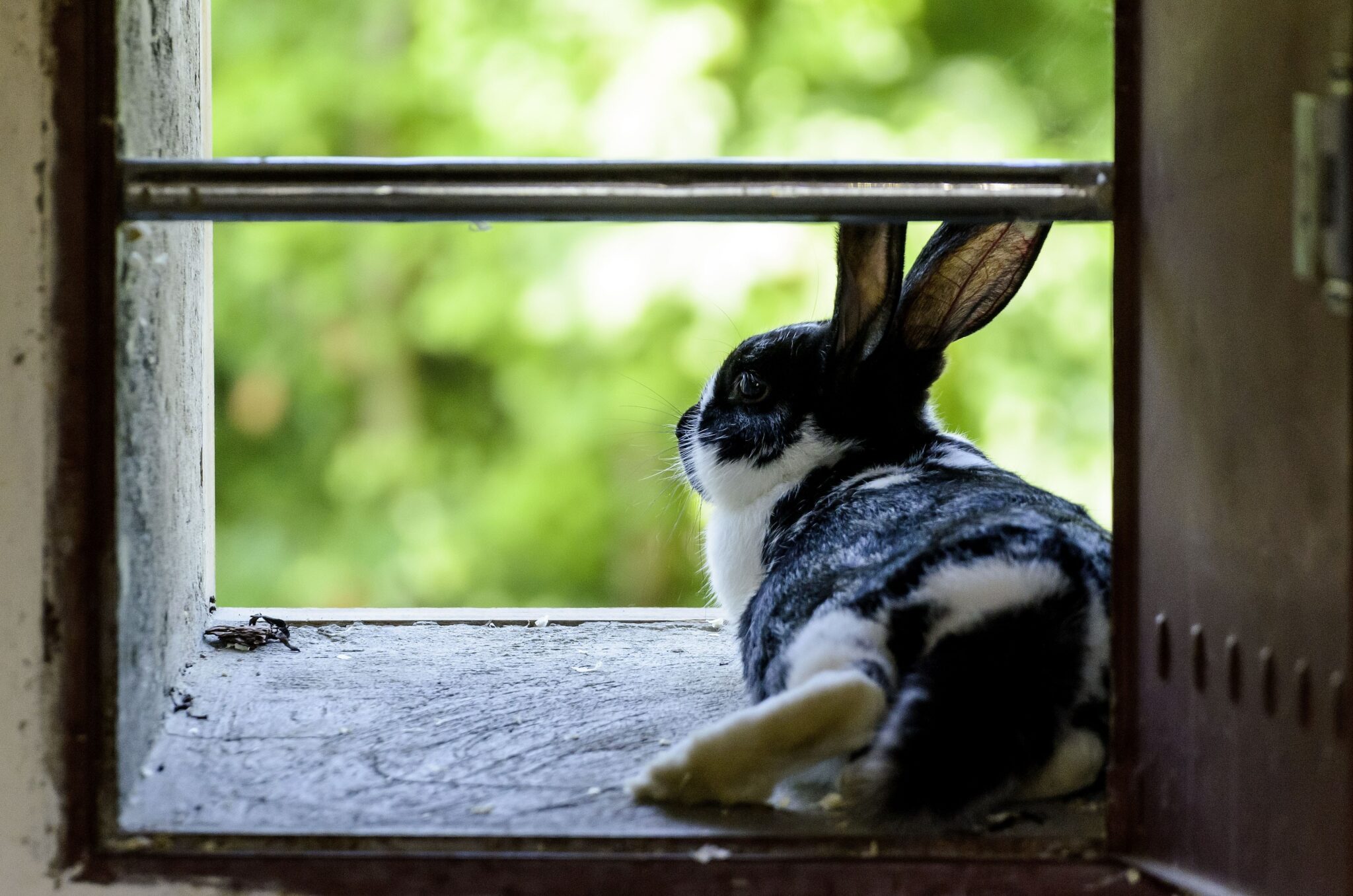 Can Rabbits Die from Loneliness? (Reasons, Signs & How To Prevent