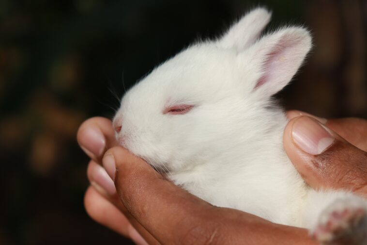 Caring For Your Rabbits Dental Health