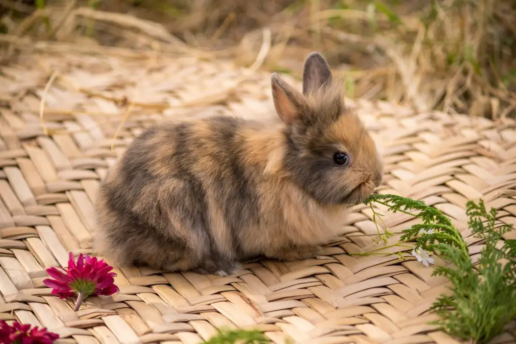 beat-the-heat-7-cooling-mats-for-your-bunny-buddies-here-bunny