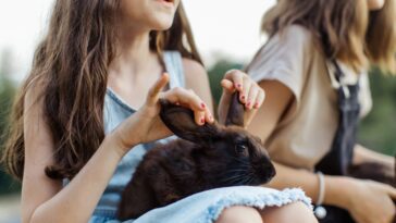 Ear Flushing Tips For Your Rabbits