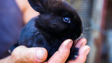Expert Tips For Your Pet Rabbits