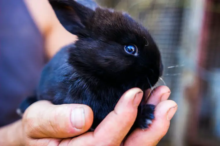 Expert Tips For Your Pet Rabbits