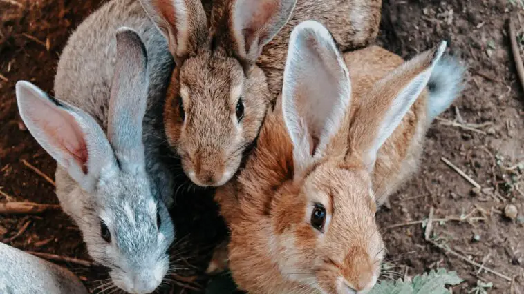 Group Of Rabbits