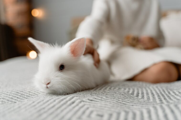 How To Choose The Best Beddings For Rabbits