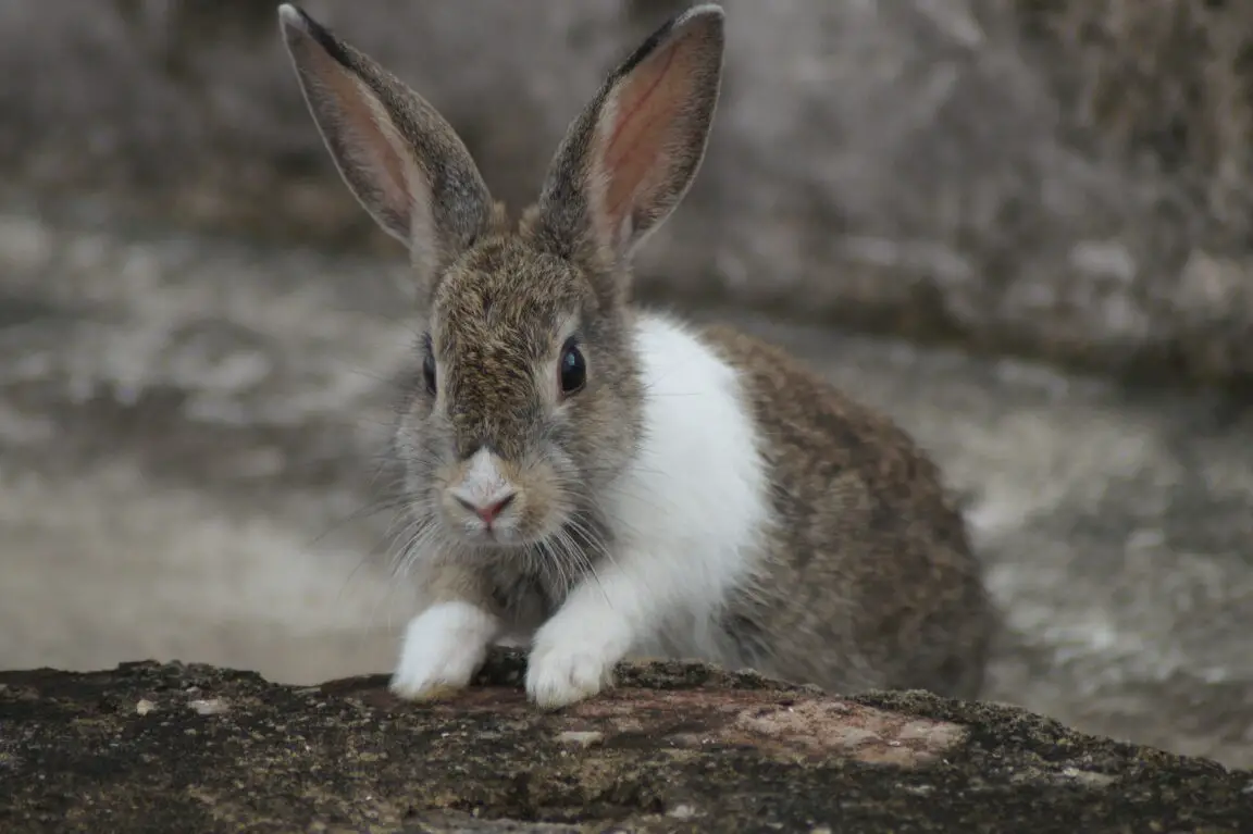 How to Clean Rabbit Paws Here Bunny