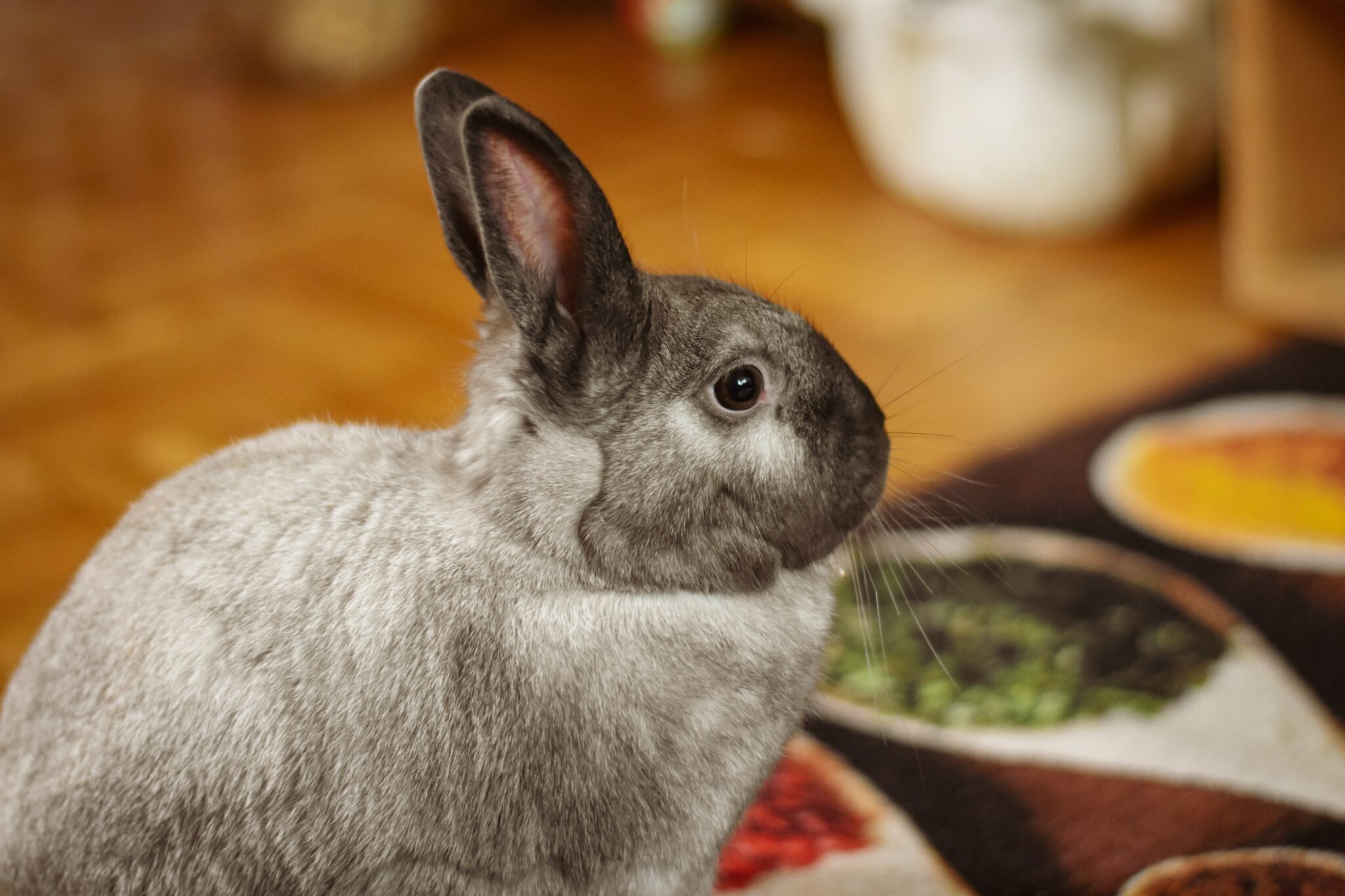 Is Food Coloring Safe For Rabbits