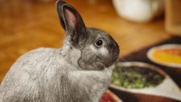 Is Food Coloring Safe For Your Rabbits