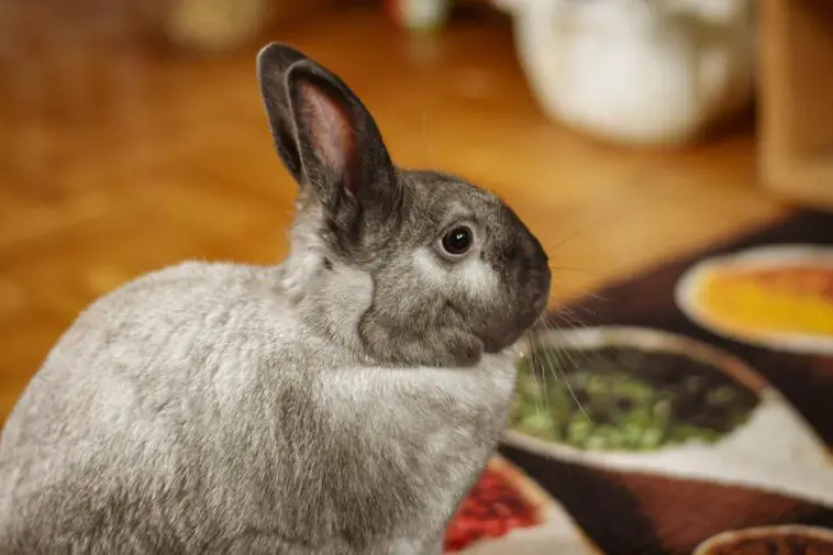 Is Food Coloring Safe For Your Rabbits