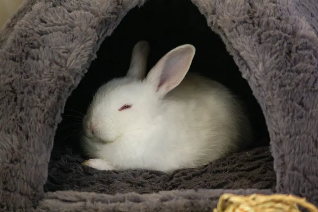 Are Menards Wood Pellets Safe and Effective for Use as Rabbit Bedding
