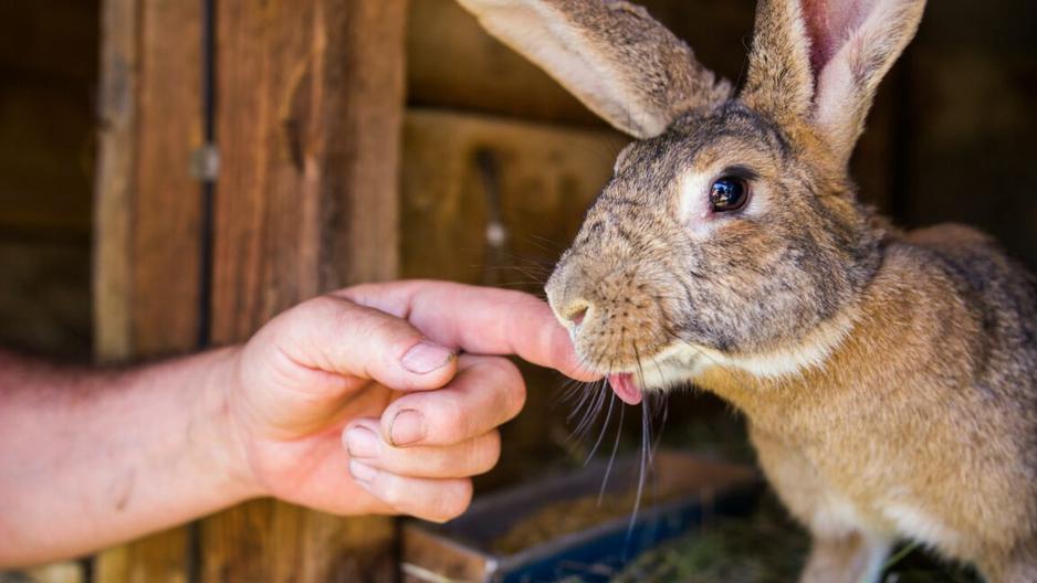 Rabbit Care Guide