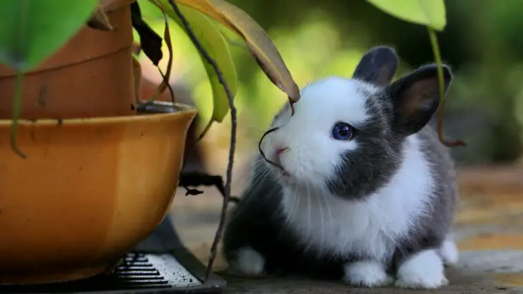 Rabbit Chewing On Plastics