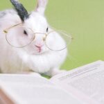 Rabbit Facts Guide