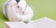 Rabbit Facts Guide