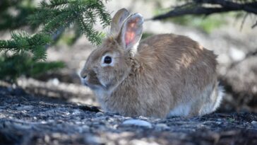 Rabbit Sounds Every Owner Should Know