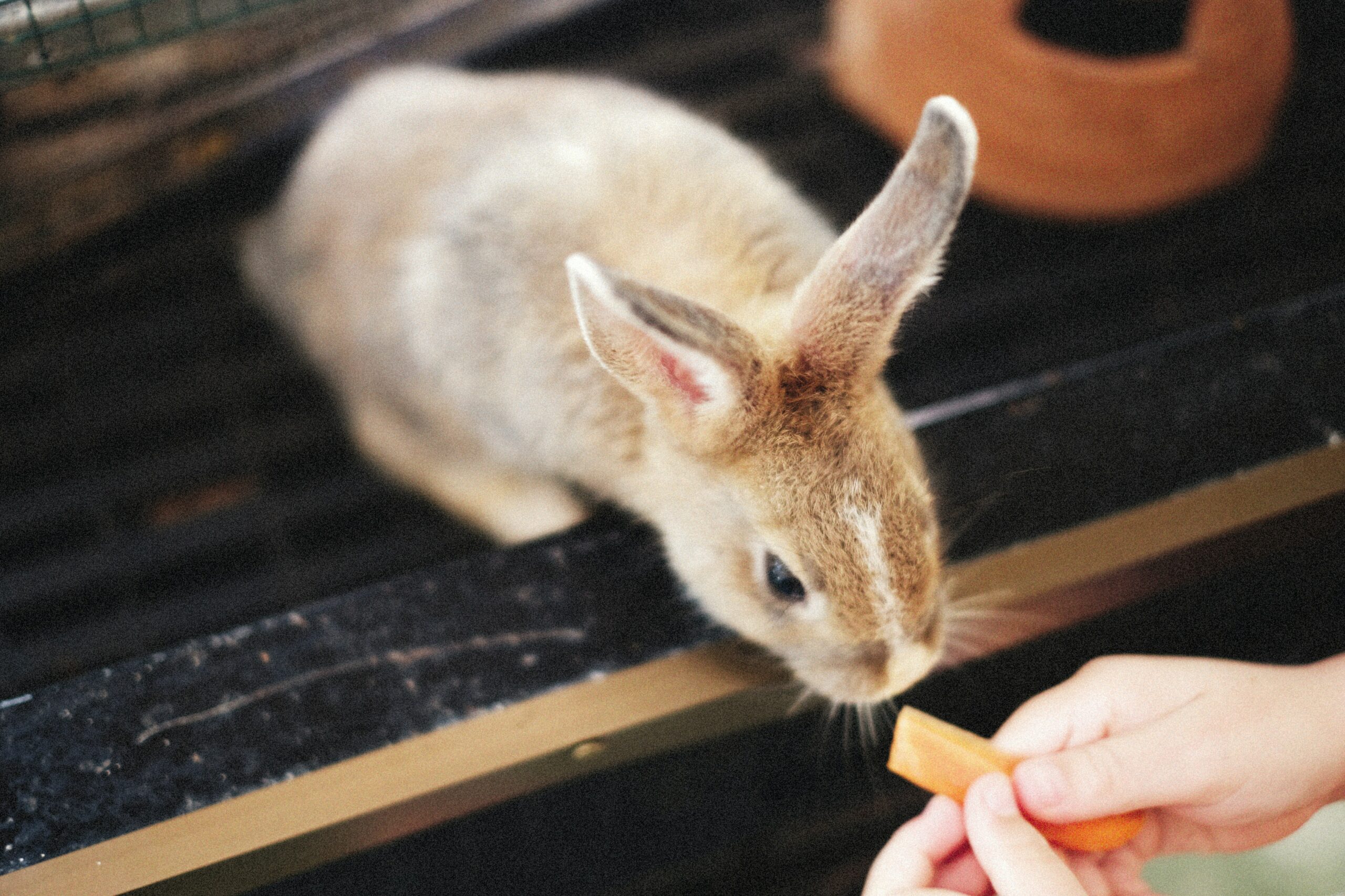 The Ideal Diet For Your Rabbit