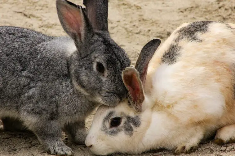 What Are The Different Colors And Patterns Of Rabbits