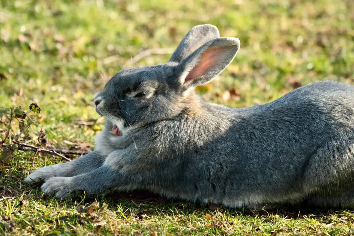 What Do Rabbits Yawning Tell You? (Reasons Explained) Here Bunny