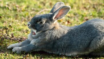 What Do Rabbits Yawning Tell You