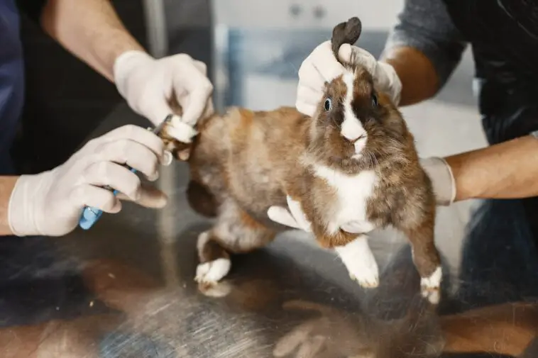 What To Do When Your Rabbits Toenail Is Ripped Off