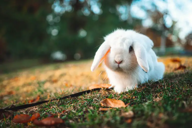What You Need To Know Before Caring For Rabbits As Pets