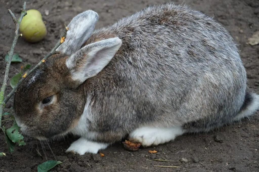 Why Does My Bunny Thump When I Stop Petting Him at Julieta Beatty blog