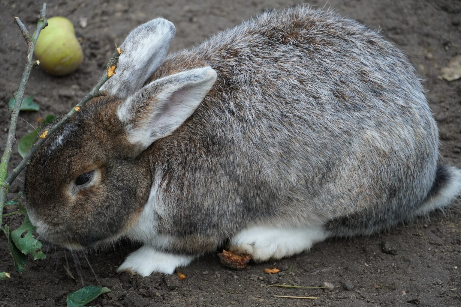 Why Do Rabbits Thump? Understanding Your Pet’s Communication Here Bunny