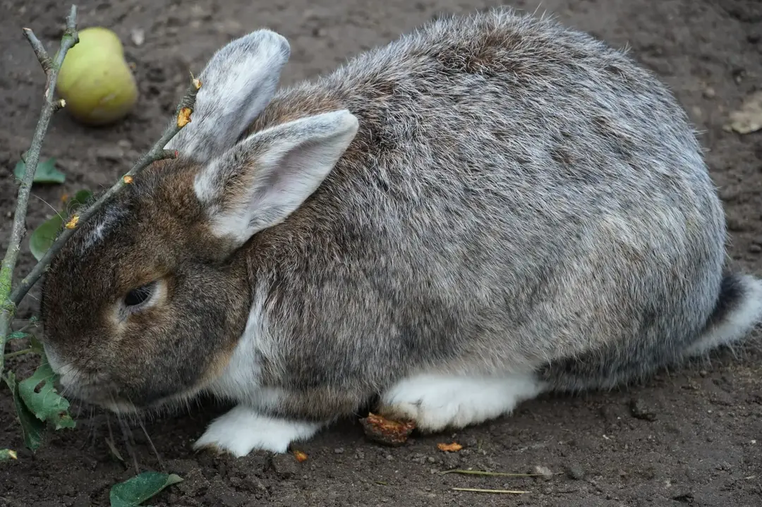 Why Do Rabbits Thump