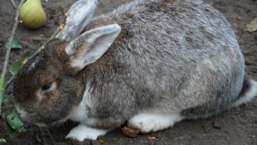 Why Do Rabbits Thump